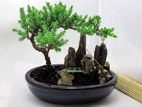 Miniature Zen Garden For Your Desk