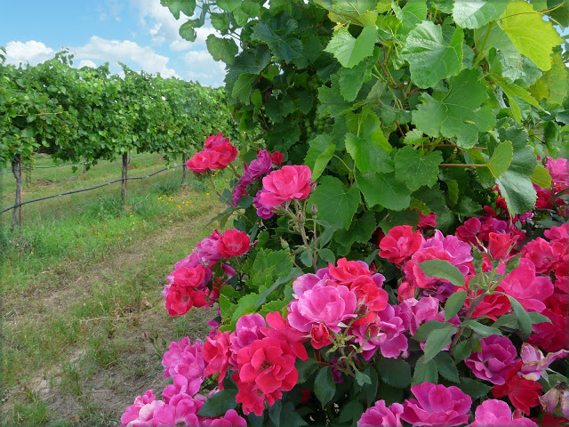 ruby red rose grapefruit wine