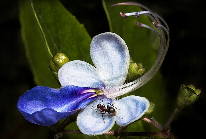 Blue Butterfly 1