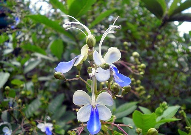 Blue Butterfly 6