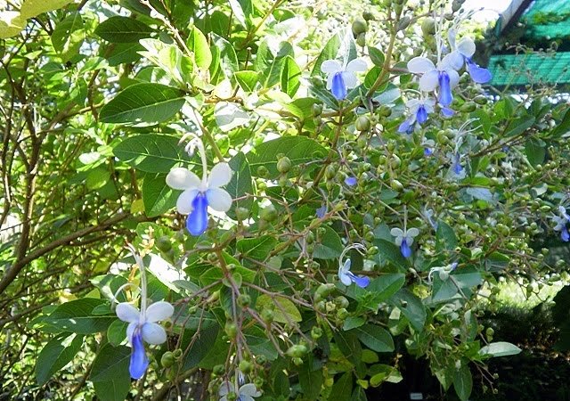 Blue Butterfly 7