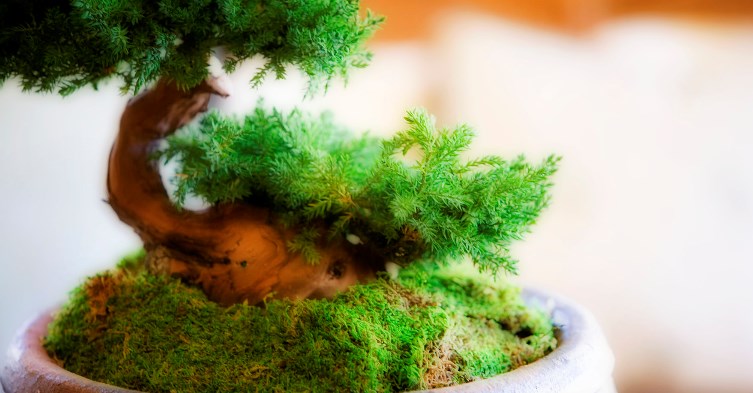 Bonsai-plant