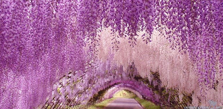 ashikaga-flower-park-1