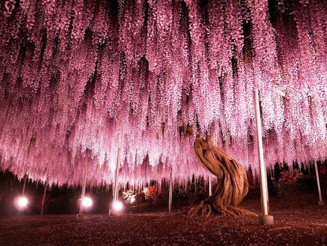 ashikaga-flower-park-6