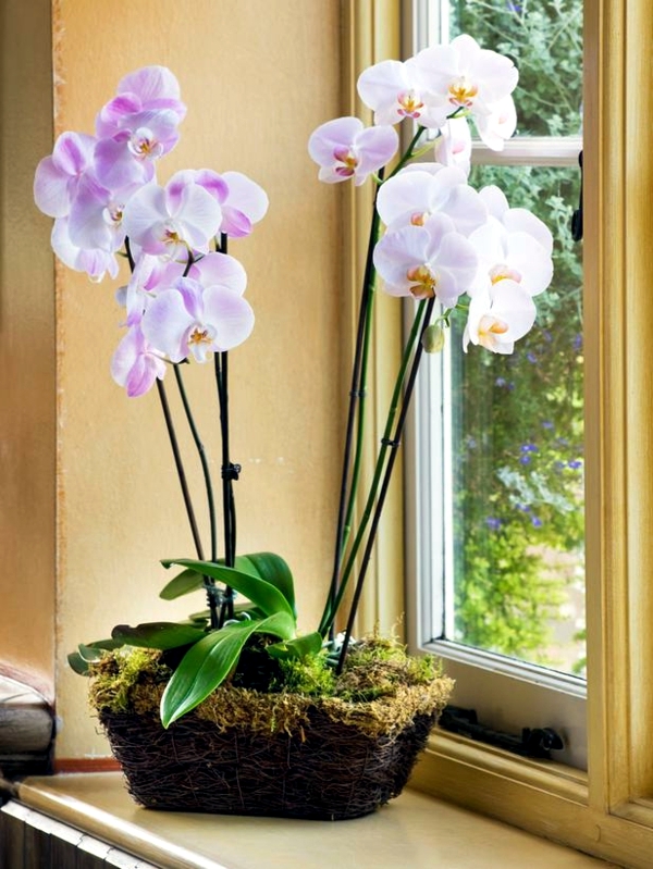 Indoor Plants & Flowers That Attract Love, Joy And Prosperity