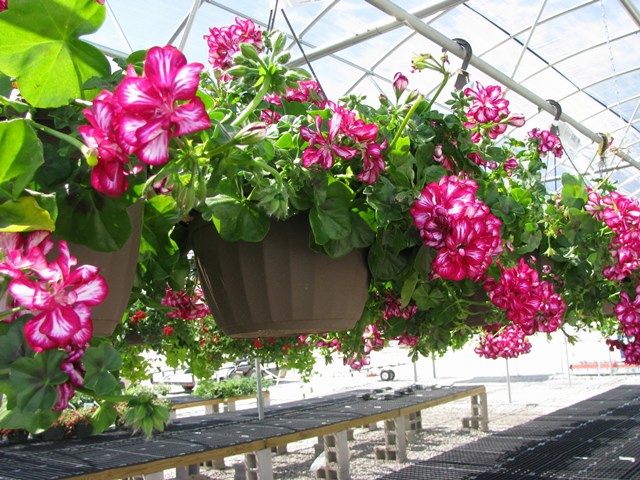 Image result for hanging baskets