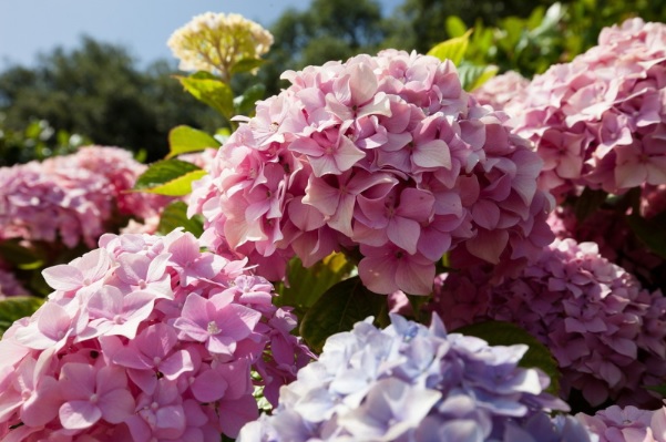 HydrangeaPuz