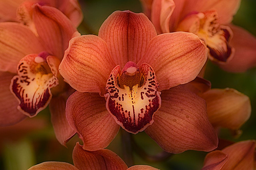 Orchid 10