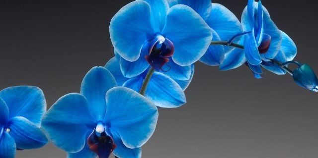 Orchid 2