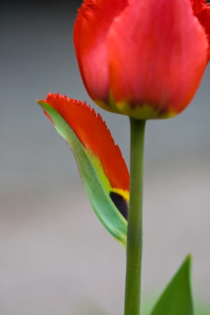 tulip