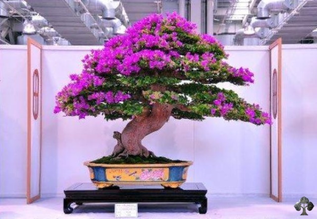 03-Bougainvillea-ekobonsai