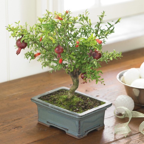 pomegranate-bonsai-tree-1