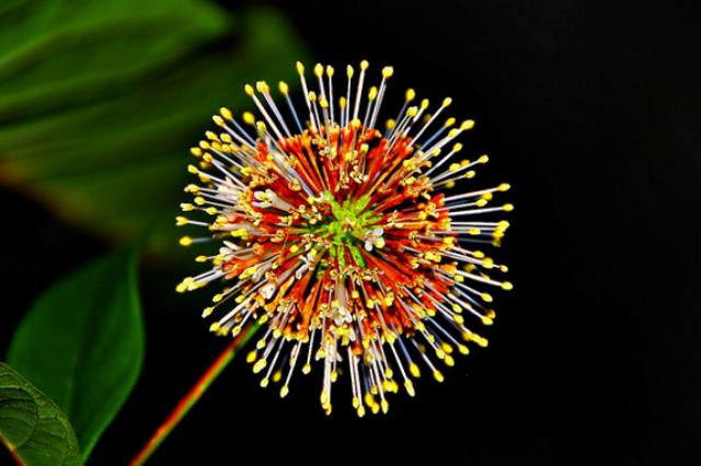 Fireworks That Looks Like Flowers &amp; Flowers That Looks Like Fireworks