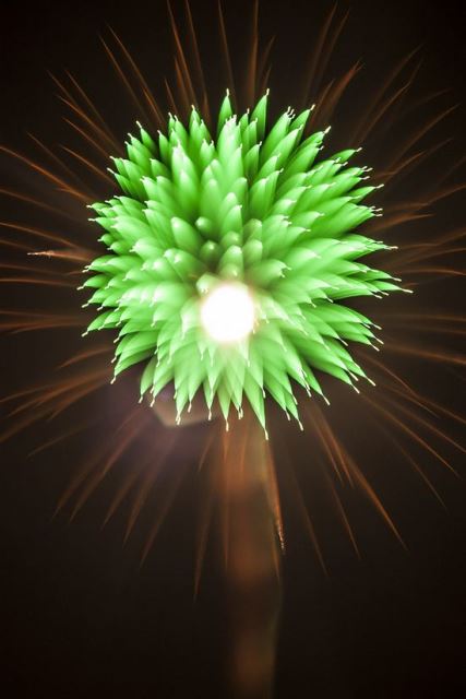 Fireworks That Looks Like Flowers &amp; Flowers That Looks Like Fireworks