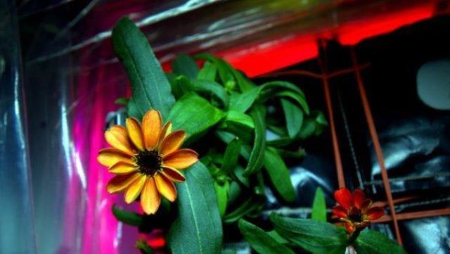 os-astronaut-scott-kelly-first-space-flower