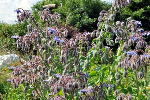 borage