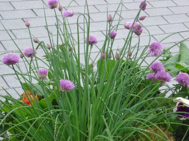 Chives