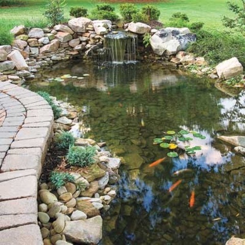 Backyard Pond 19