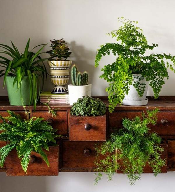 indoor miniature garden plants