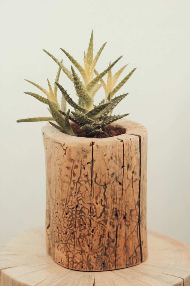 Tree Stump 9