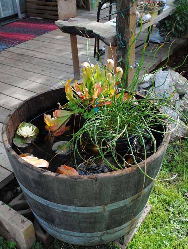 Pond In Pot 2