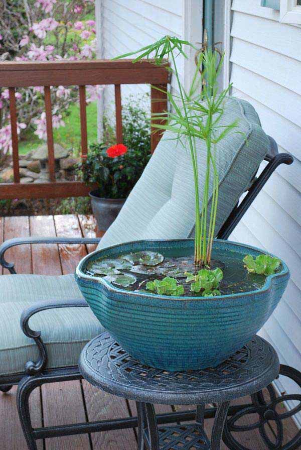 Pond In Pot 3