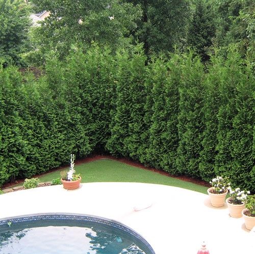 Source: Wayside Gardens