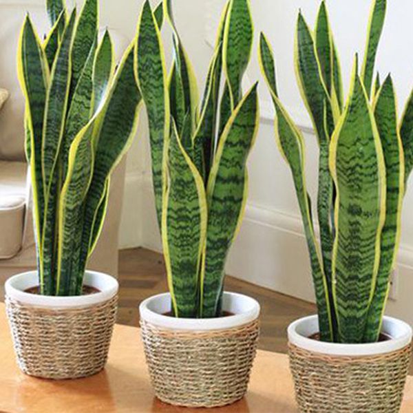 Top Tips To Make The Most Of Your House Plants