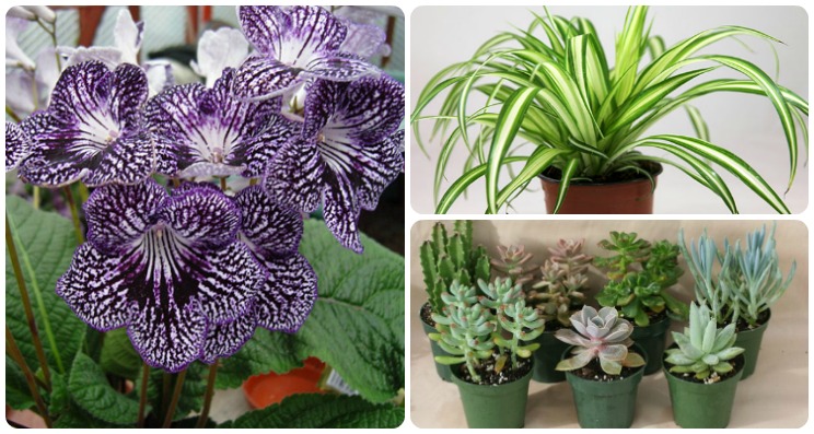 download free best house plants