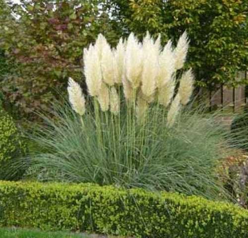 Pampas Grass 5