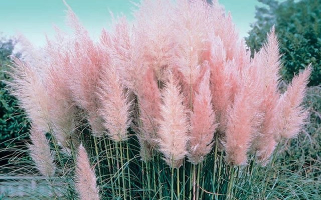 Pampas Grass 6