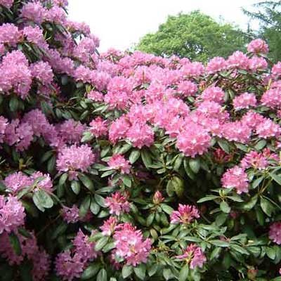 3-Rhododendron