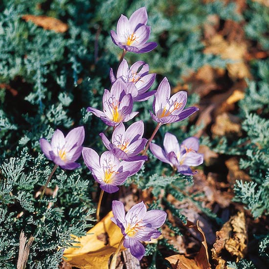 Aut Crocus