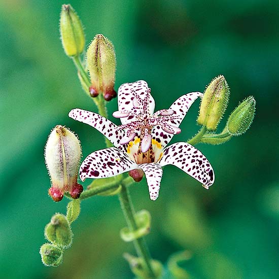 Aut Toad Lilly