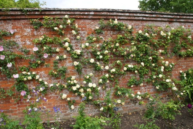 Climbing Roses 10