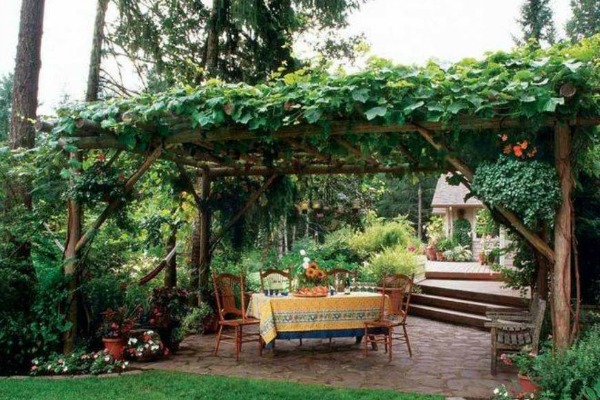 Add Some Natural Shade & Embellish Your Garden With Grape Vines