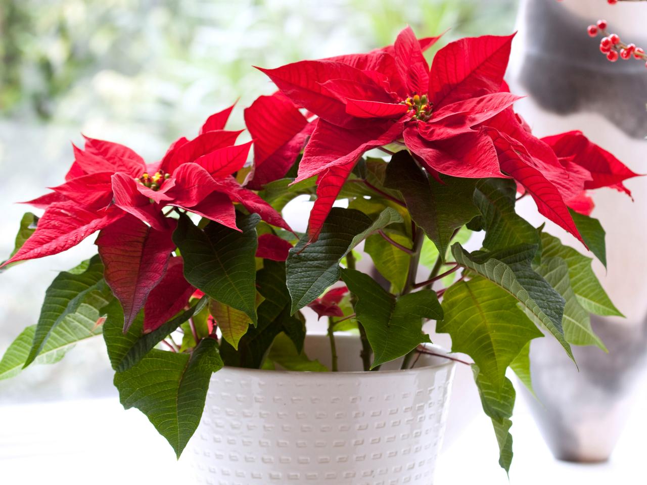 poinsettia-1