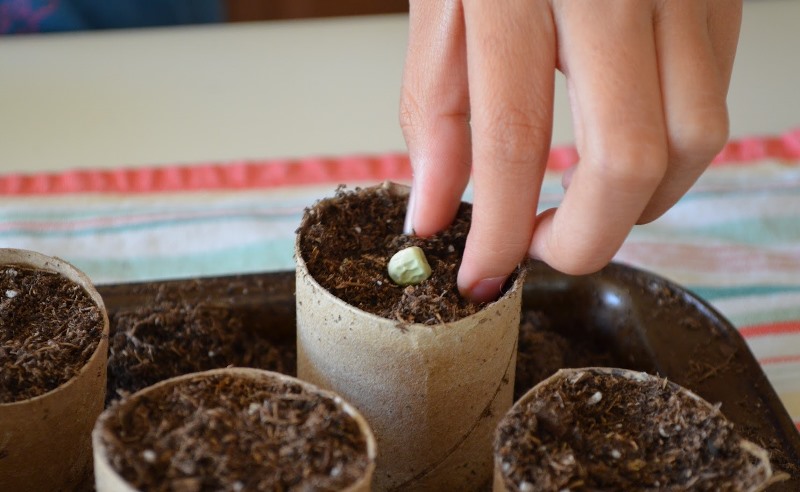 seedlings toilet paper rolls moldy