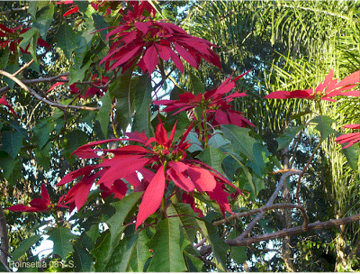 v-poinsettia