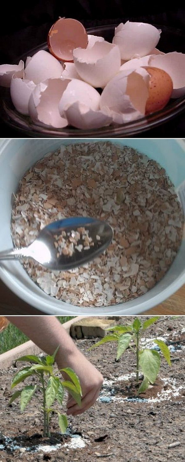 What Plants Like Crushed Eggshells