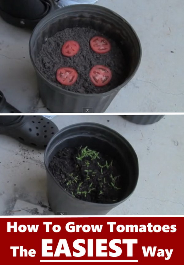 19-The-Easiest-Way-to-Grow-Tomato-Seedlings
