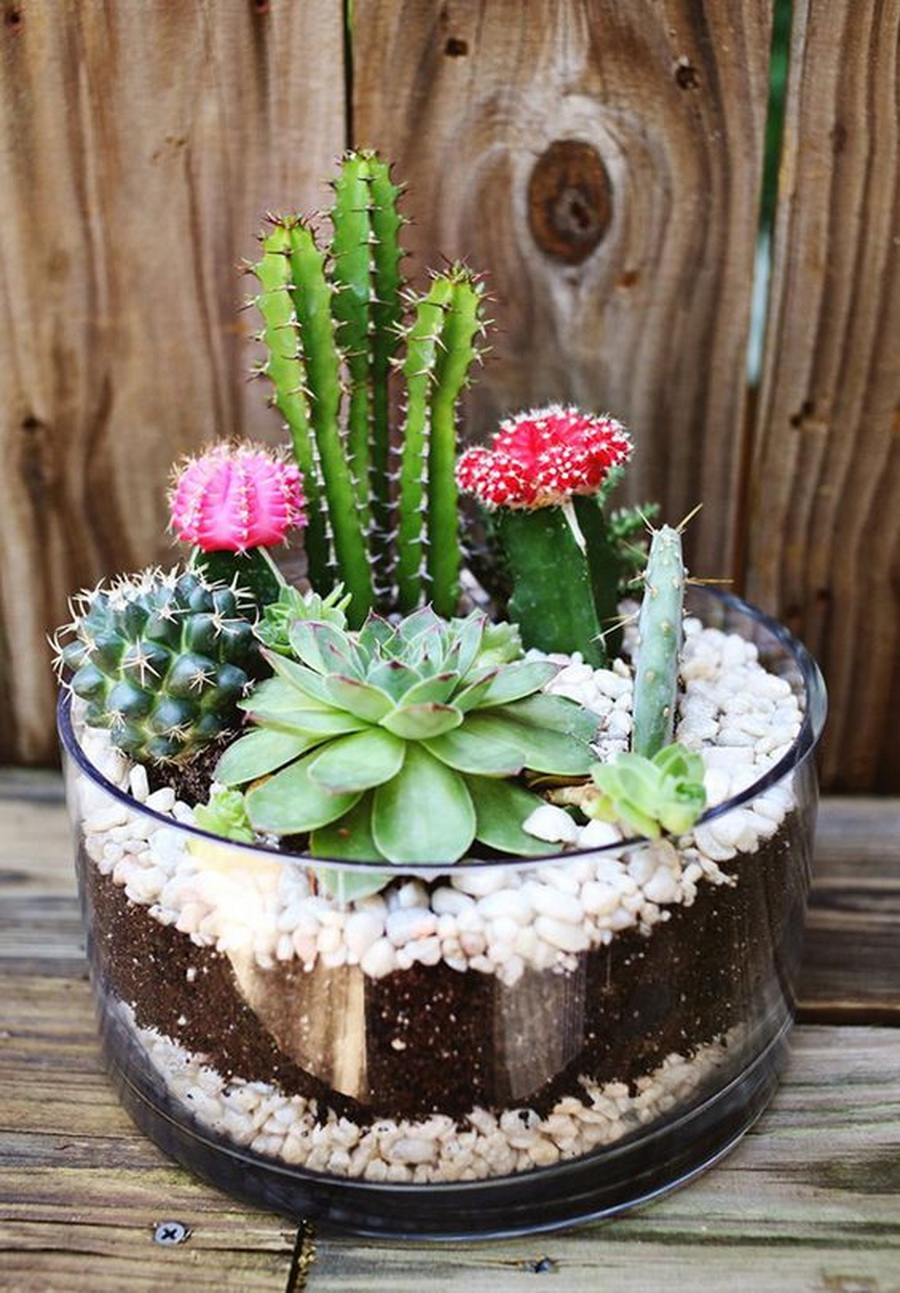 SucculentMiniGarden4