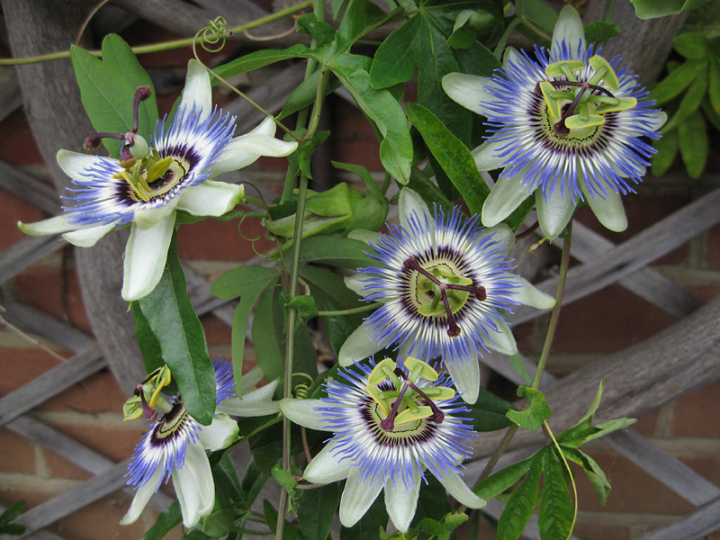 passiflora-caerulea-flower