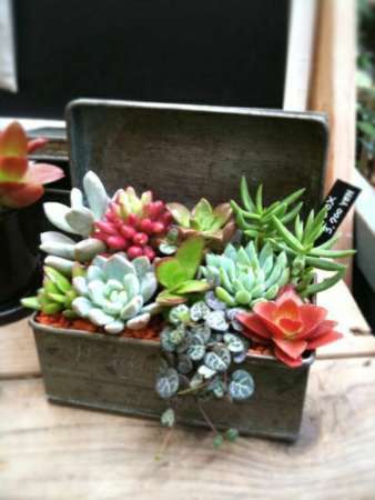 potted-plants-potted-succulent-wood-box