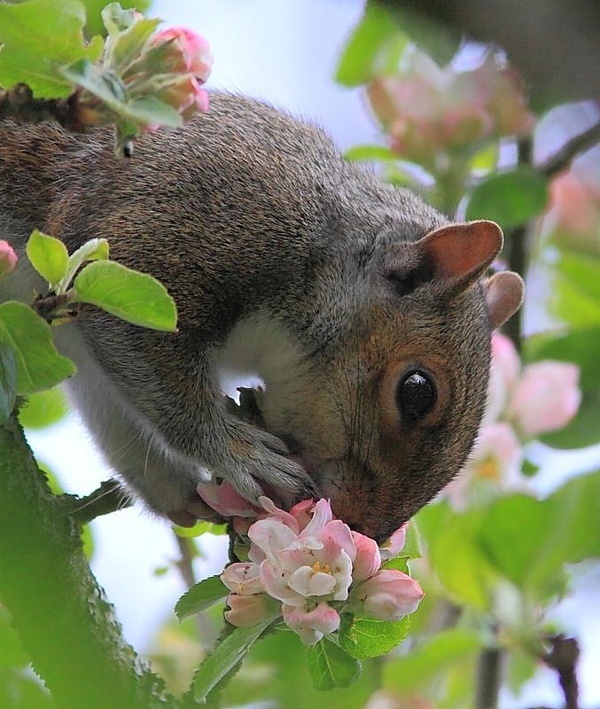 Animal Sniffing Flowers 1