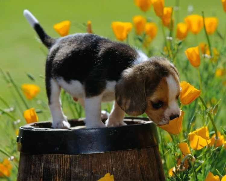 Animal Sniffing Flowers 11