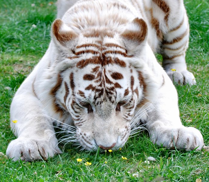 Animal Sniffing Flowers 13