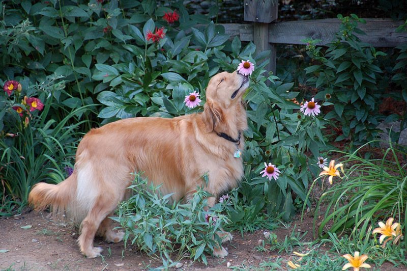 Animal Sniffing Flowers 14