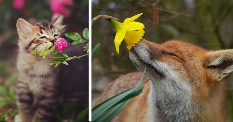 Animal Sniffing Flowers 16