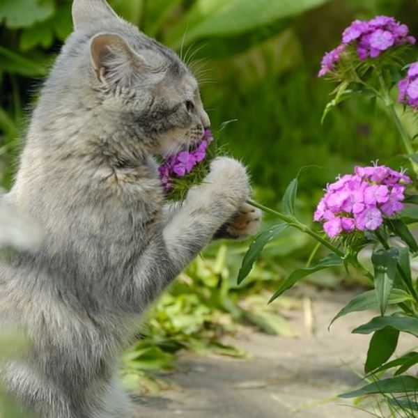 Animal Sniffing Flowers 2